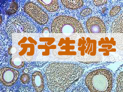 分子生物学实验效劳
