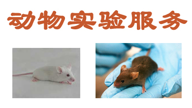 动物实验效劳