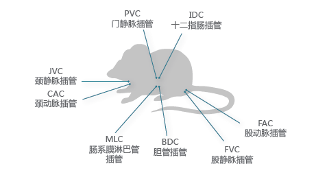 药代动力学-小动物效劳