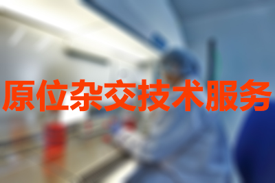 BBIN游戏原位杂交手艺效劳
