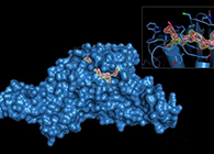 Science重磅！一种“分子铰剪”怎样成为COVID-19药物的主要靶标？？？？