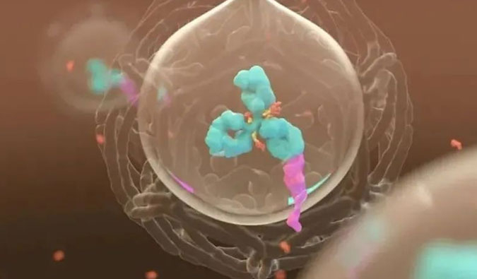 美研 | ADC，，，为靶向给药而精准深耕
