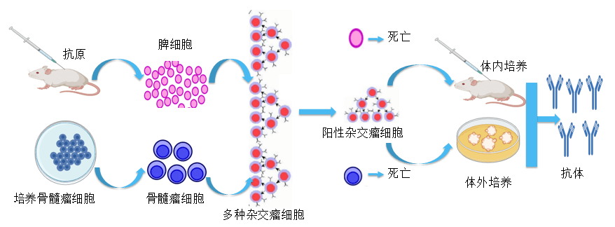 BBIN游戏抗体开发平台.png