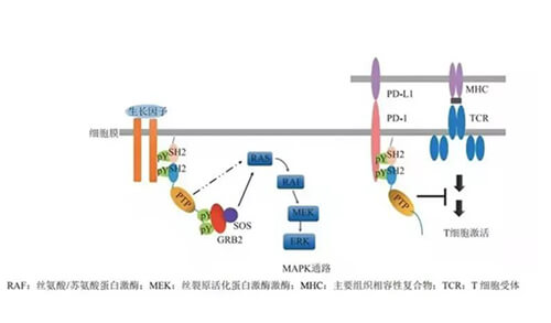 BBIN游戏助力凌达生物SHP2变构抑制剂RG001片获批临床.jpg